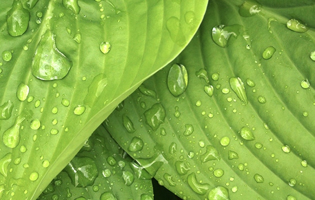 Detail of vibrant green leaves